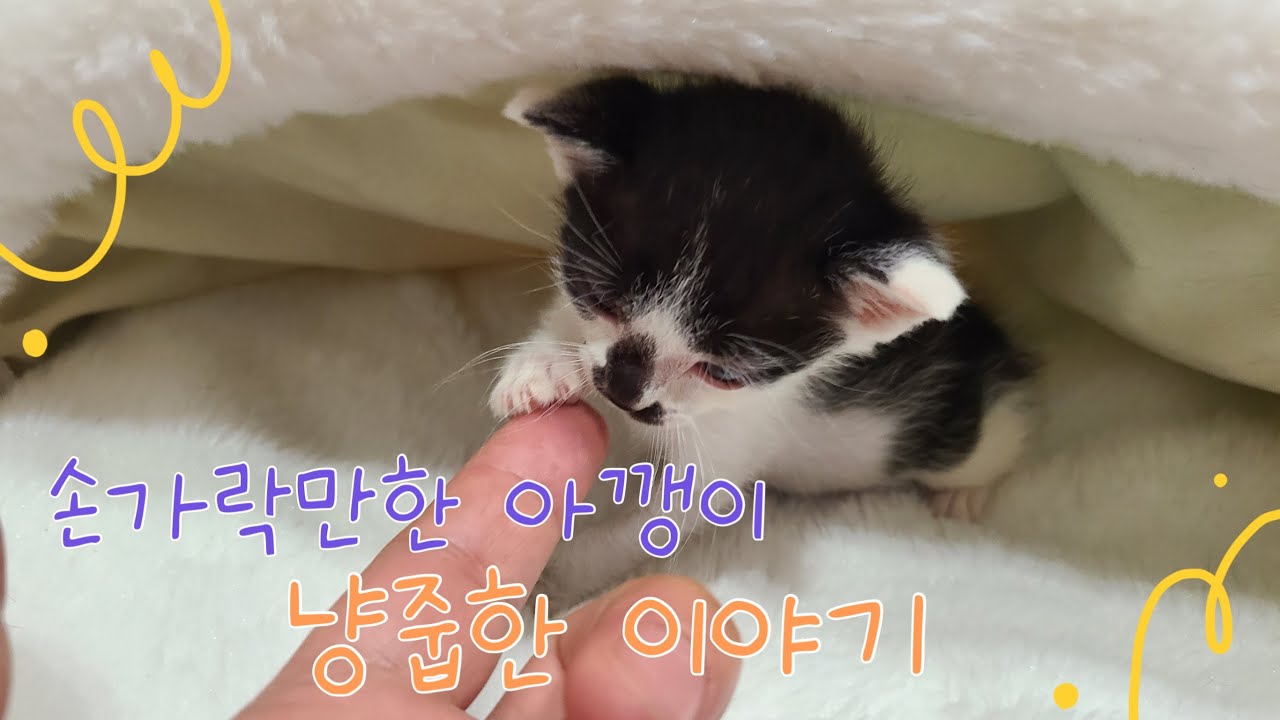 냥Vlog | 보닛에서 나온 아기고양이 | 생후 일주일된 아깽이 | 냥줍스토리 EP.01