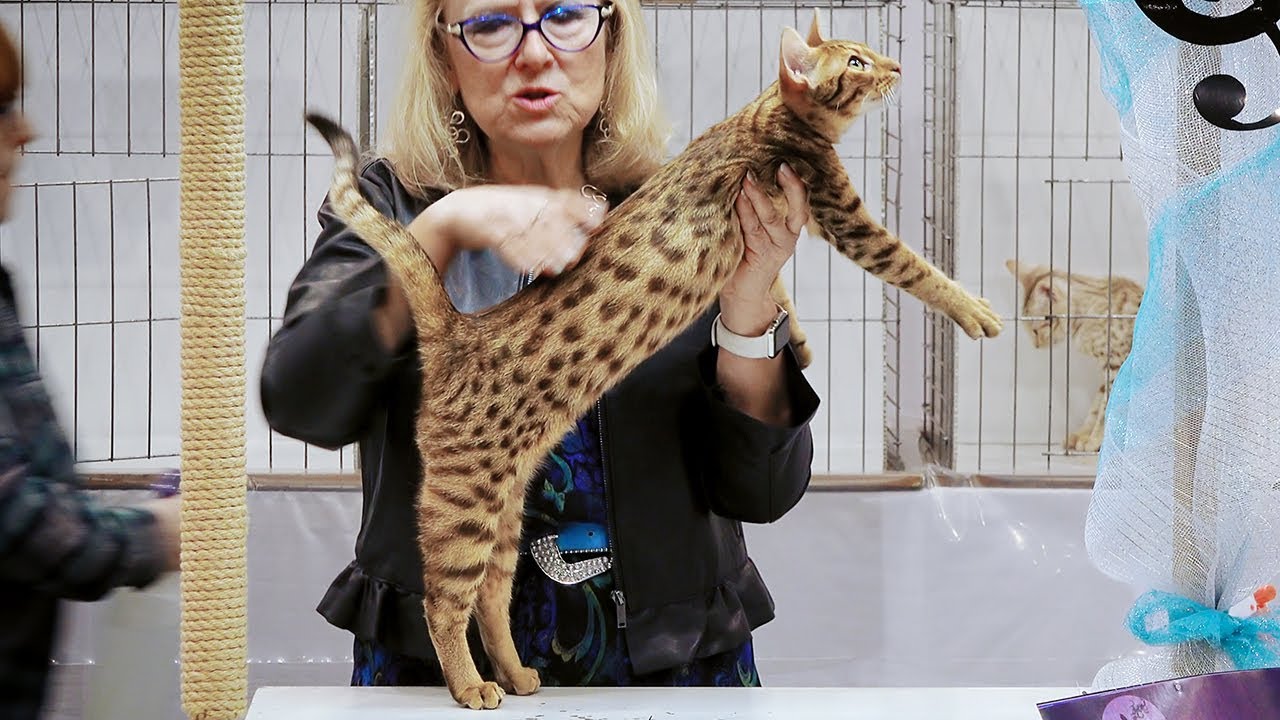CFA International Show 2018 - Ocicat kitten class judging