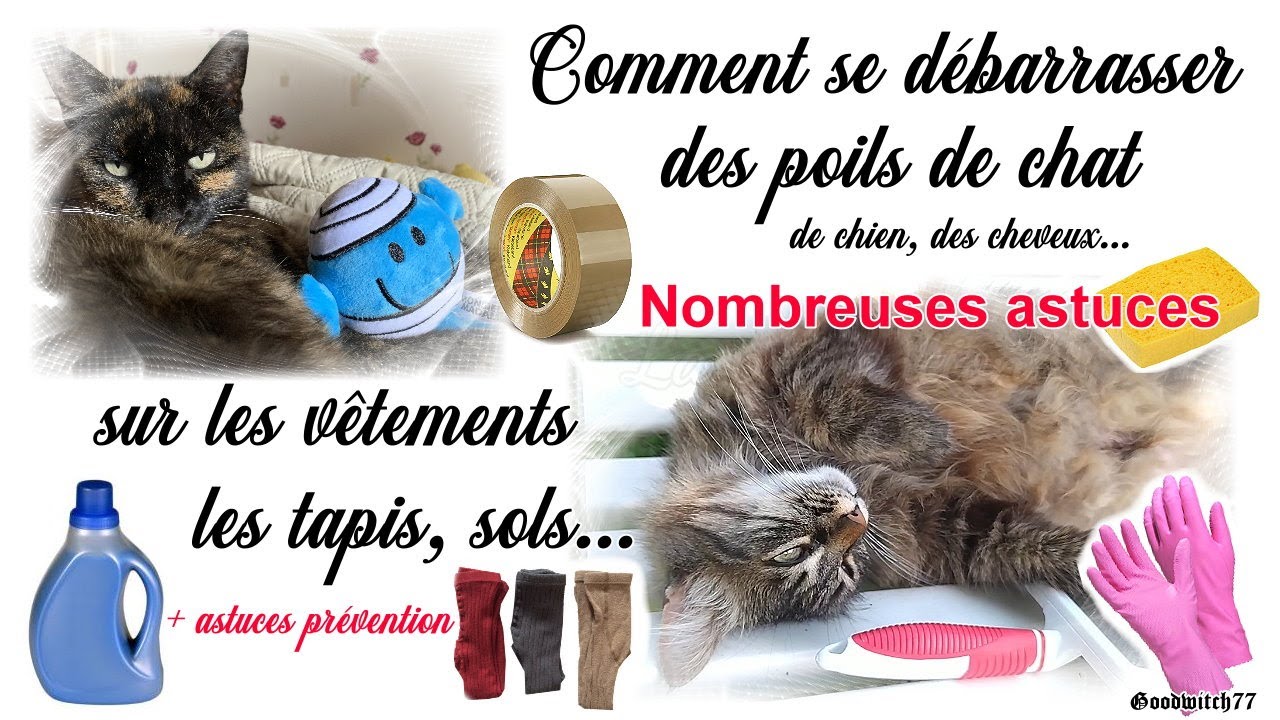 Comment enlever facilement les poils de chat, chien des habits, tapis, plaids...nombreuses astuces!