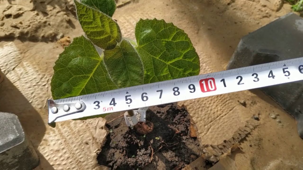 Paulownia #1  jak szybko rośnie cesarskie drzewko szczęścia? Sadzimy oxytree shan tong w ogrodzie