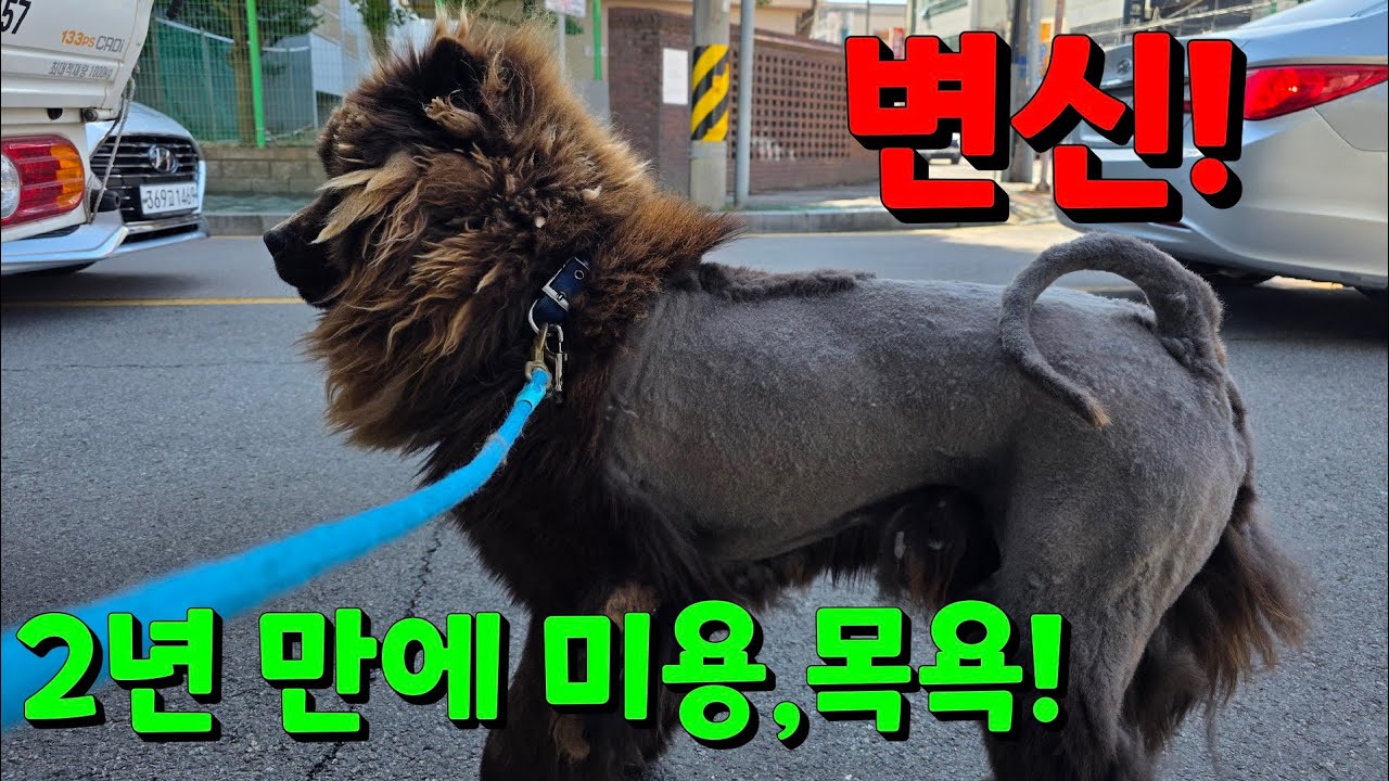 주인이 방치해, 2년간 목욕및 미용못한, 차우차우 수컷, 미용해 주기!