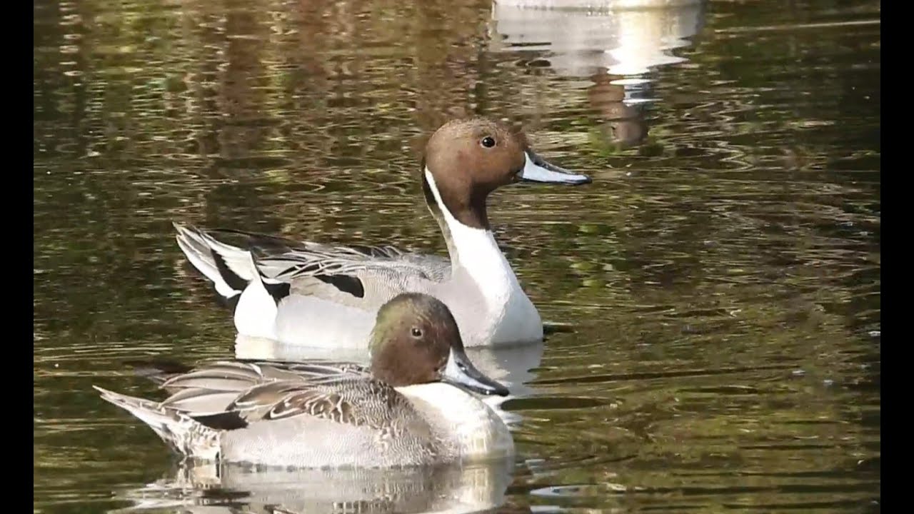 A Gentle Morning with a Drowsy Northern Pintail