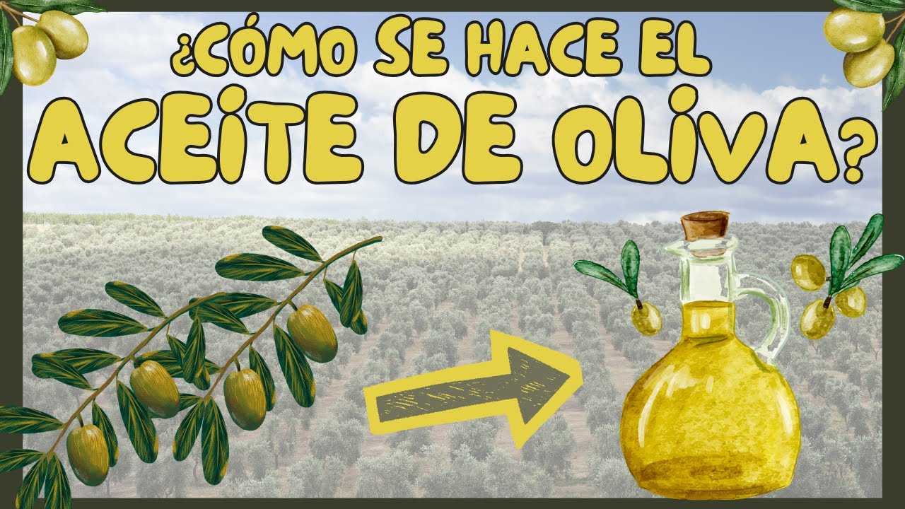 Así se hace el ACEITE DE OLIVA en La Puebla de los Infantes: desde la aceituna al oro líquido 🫒