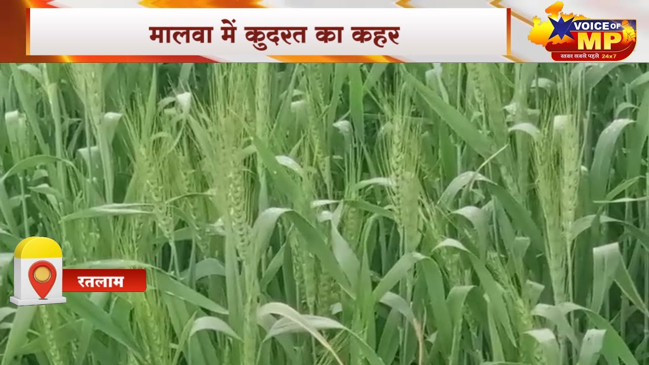 मालवा में कुदरत का कहर ओलावृष्टि से गेहूं, लहसुन और अफीम की फसलें बर्बाद, किसान बेहाल