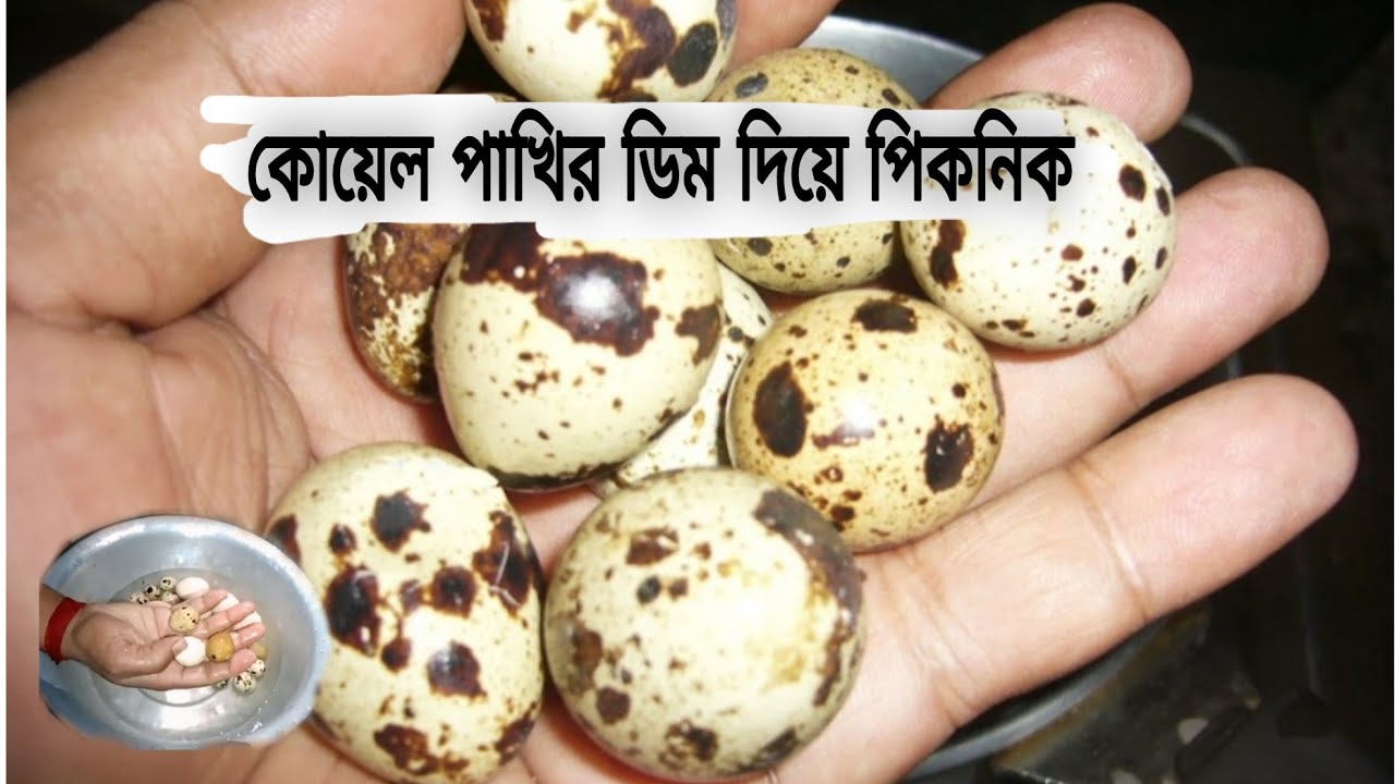 কোয়েল পাখির ডিম দিয়ে পিকনিক 😅#sanjoybiswas 