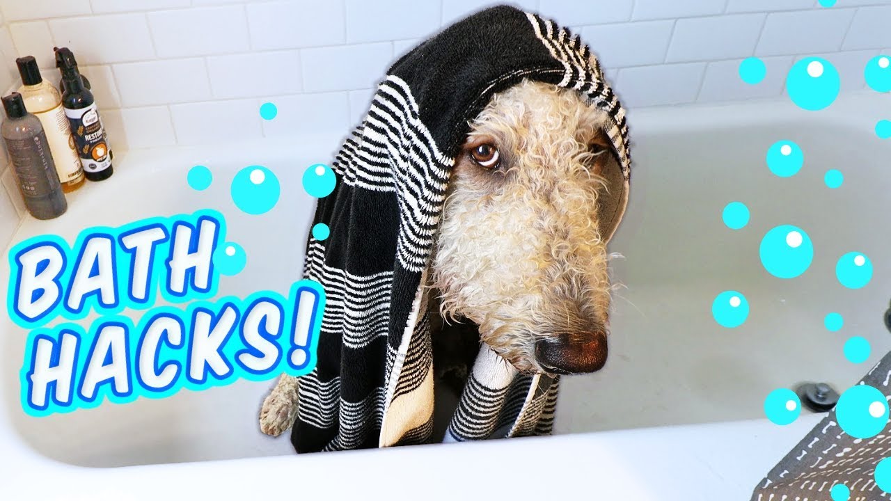 Goldendoodle gets a Bath! 💦 How to Bathe a Dog, + Fav Shampoo!