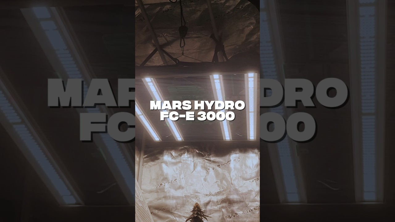 LED Quantum Bar 300W , Bom e Barato! FC-E 3000 Mars Hydro