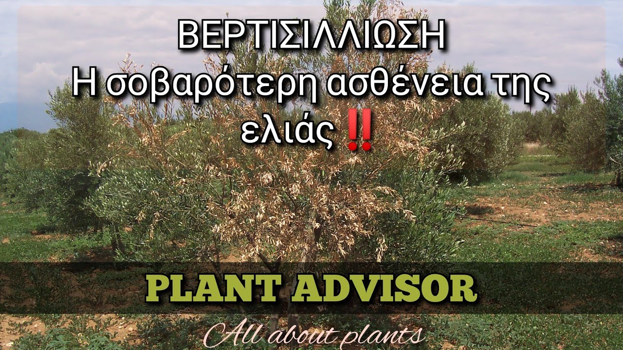 ΒΕΡΤΙΣΙΛΛΙΩΣΗ‼️Η σοβαρότερη ασθένεια της ελιάς στην Ελλάδα 🆘 Πληροφορίες | Συμπτώματα | Αντιμετώπιση