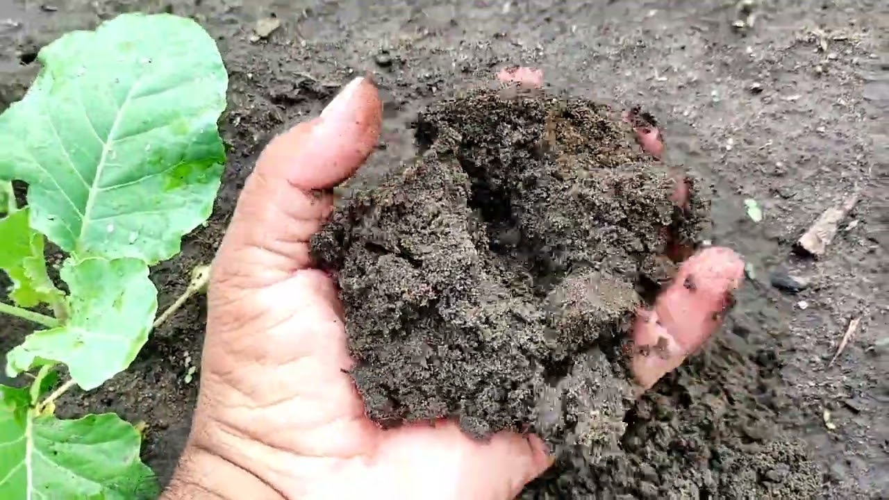Como manter a terra do seu canteiro sempre fofa.