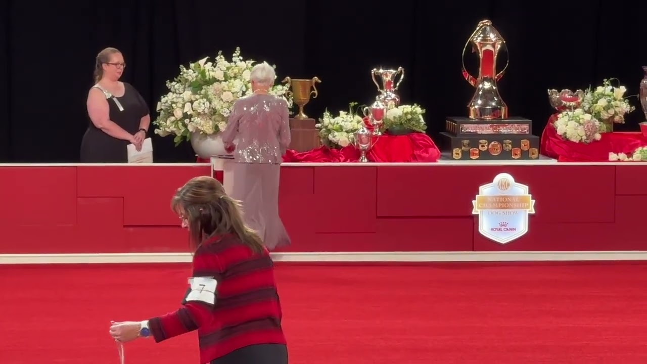 2025–12-14 AKC NOHS Finals Best In Show Judging Bichon Frise Focus Orlando FL