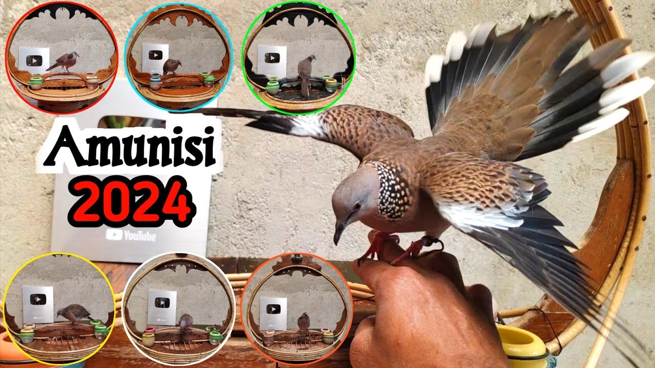 KOLEKSI PIKAT TEKUKUR PETUALANG DI TAHUN 2024