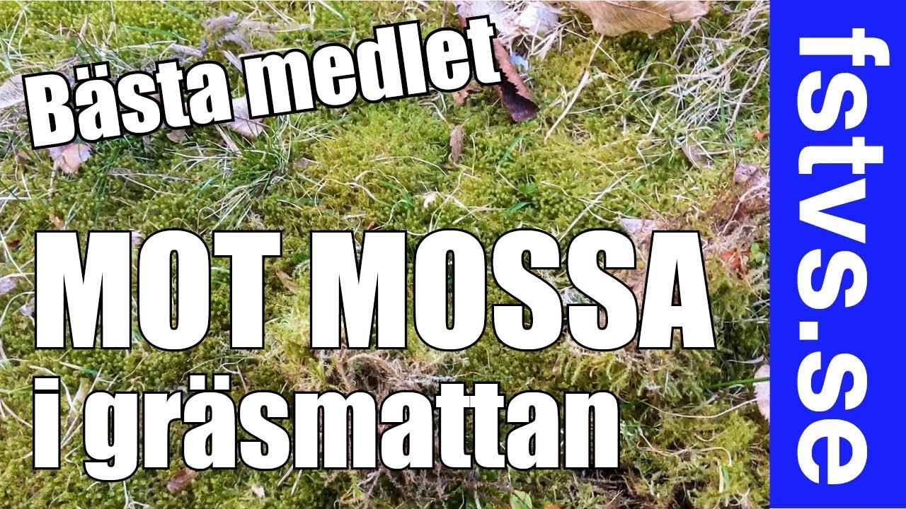 Bästa medlet mot mossa