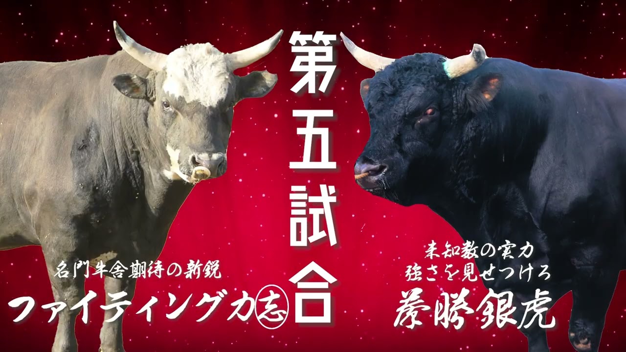 第119回秋の全島闘牛大会　対戦カード発表