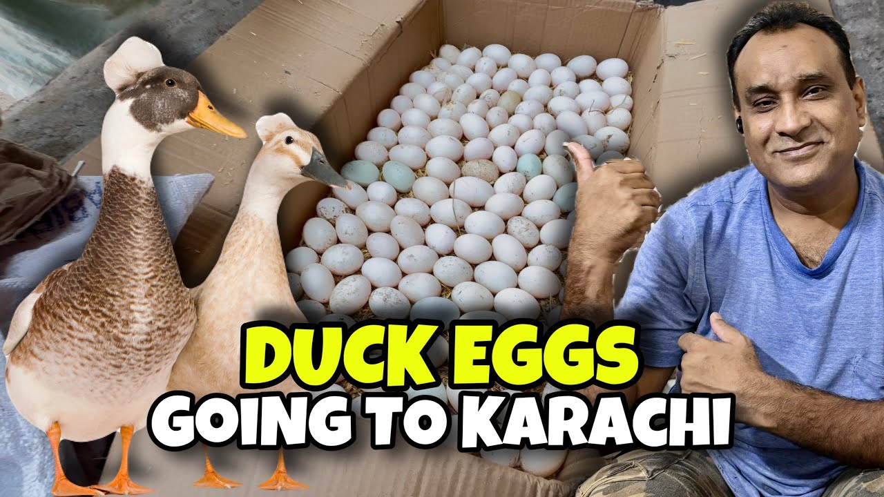 Biggest Duck Farm in Pakistan | Ducks Eggs For Sale in Pakistan