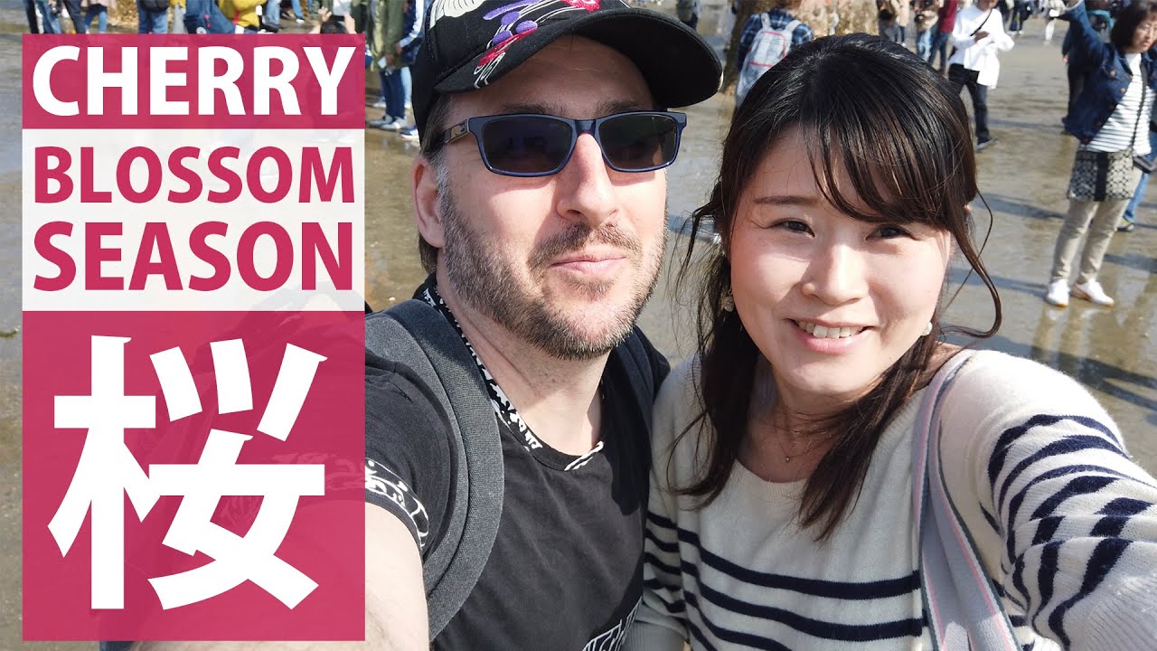 Cherry Blossoms in Miyajima, Japan