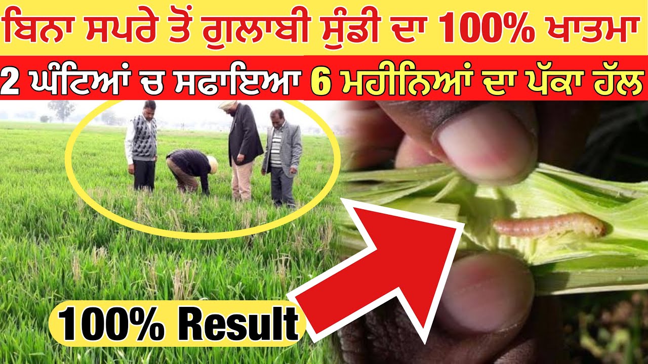 100% Guaranteed solution for pink borer - गेहू में गुलाबी कीड़े का 100% सफाया