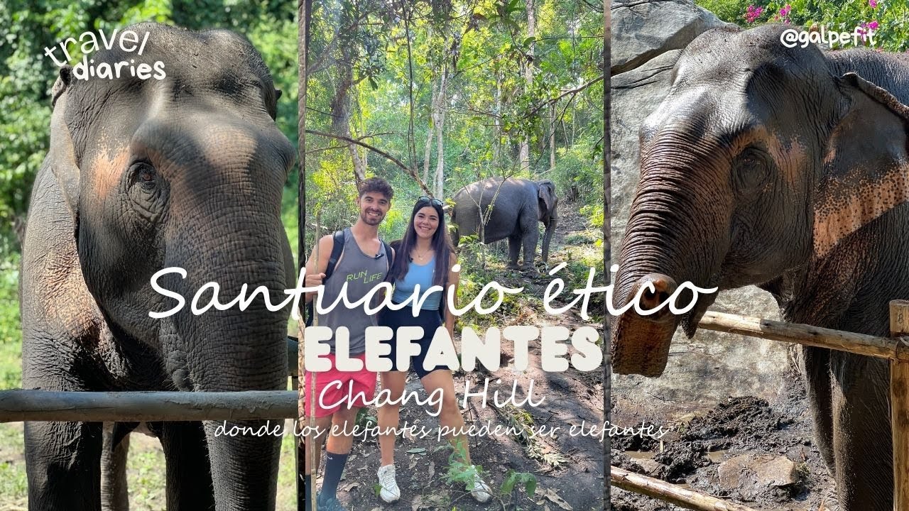 EL ÚNICO SANTUARIO ÉTICO DE ELEFANTES DE TAILANDIA | ChangChill CHIANG MAI
