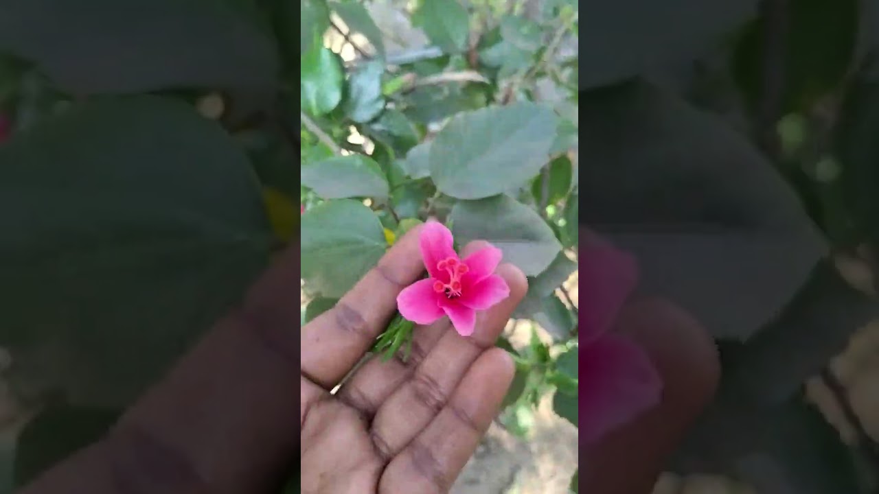 Meri gaadan😚