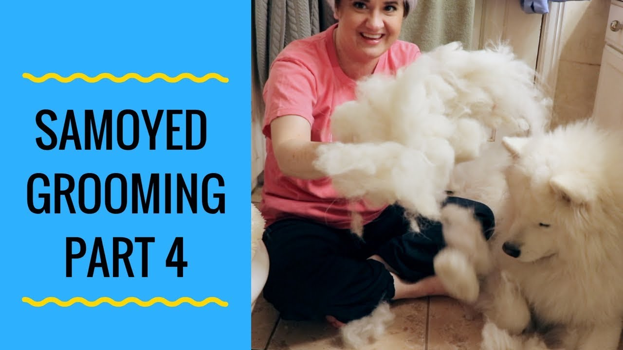 How to Groom a Samoyed Dog Part 4: Brushing Teeth and Nail Trimming (step by step)