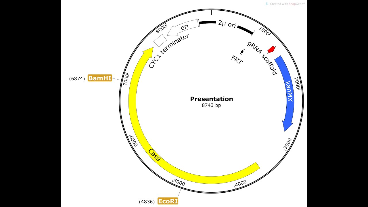 How to create plasmid maps in SnapGene Viewer