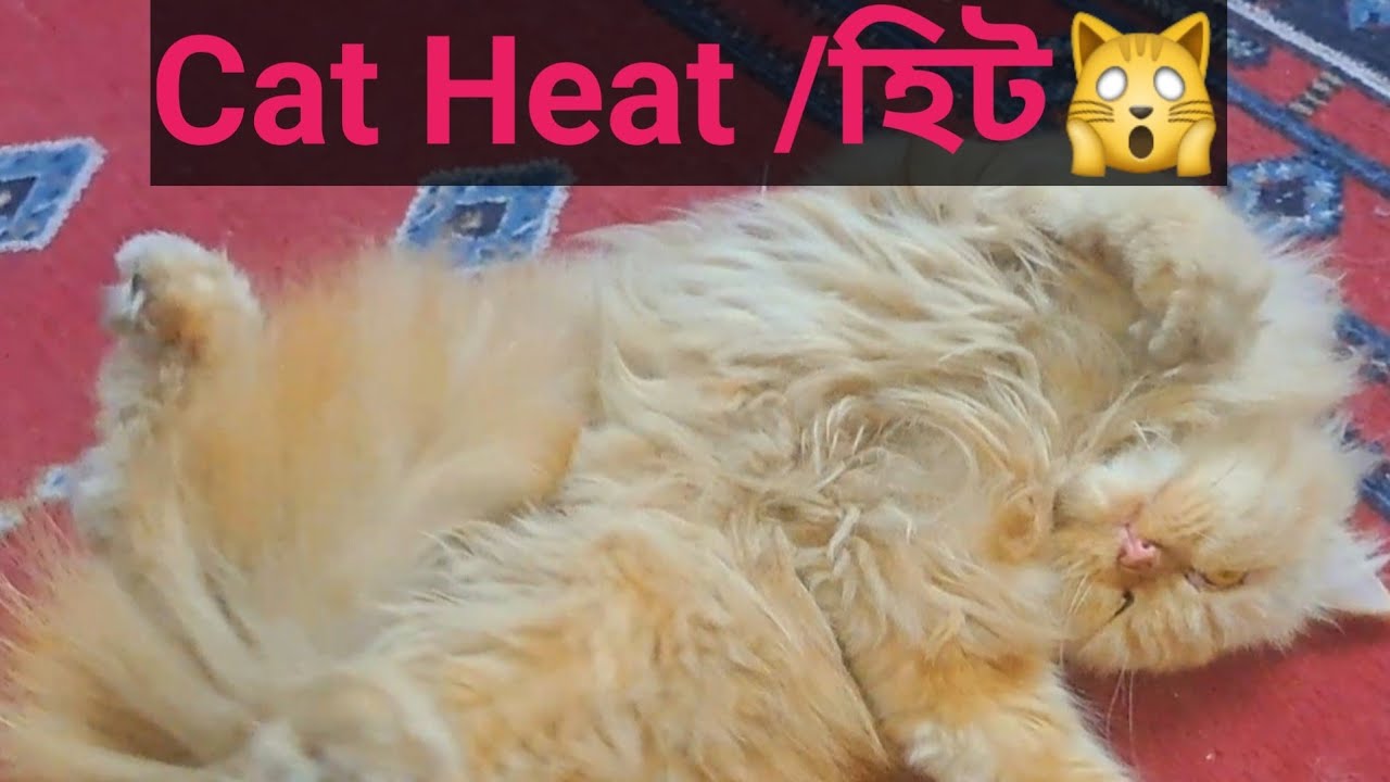 Cat Heat, female  বিড়াল হিটে আসলে কি অবস্থা হয় ||#daylife.daylife.