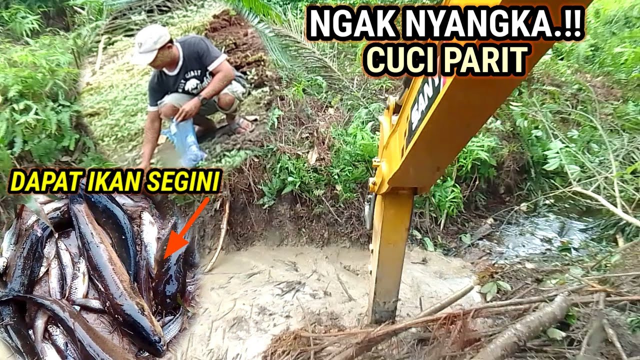 Cukup banyak dapat ikan waktu cuci parit kering dan penuh akar serabutan