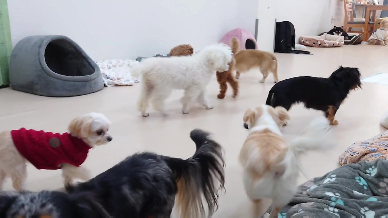 外は寒いけどにぎやかです　🐶ひみつきちなう！①🐶  2026年2月10日