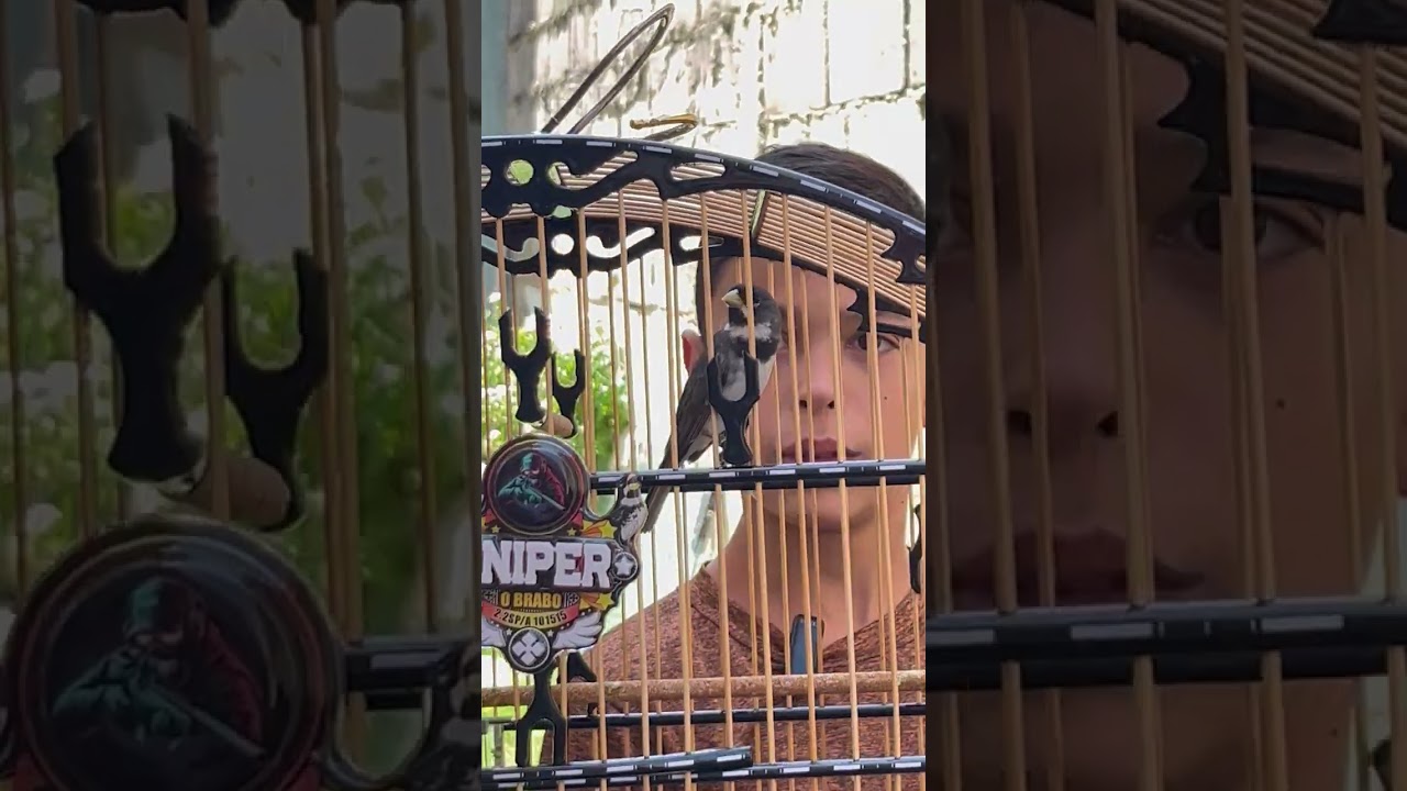 Coleiro fenômeno!!!  Olha a fibra que está este coleiro papa capim, muita fibra.🚀🚀🚀