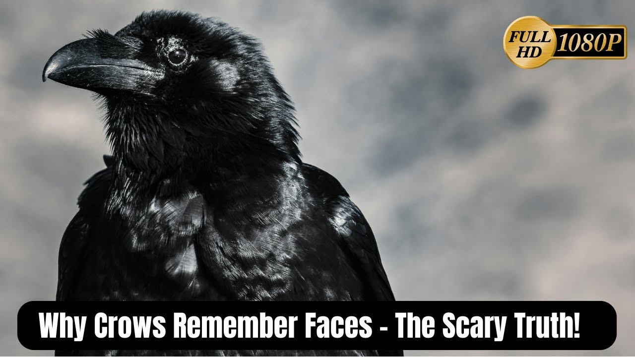 Why Crows Remember Faces – The Scary Truth!