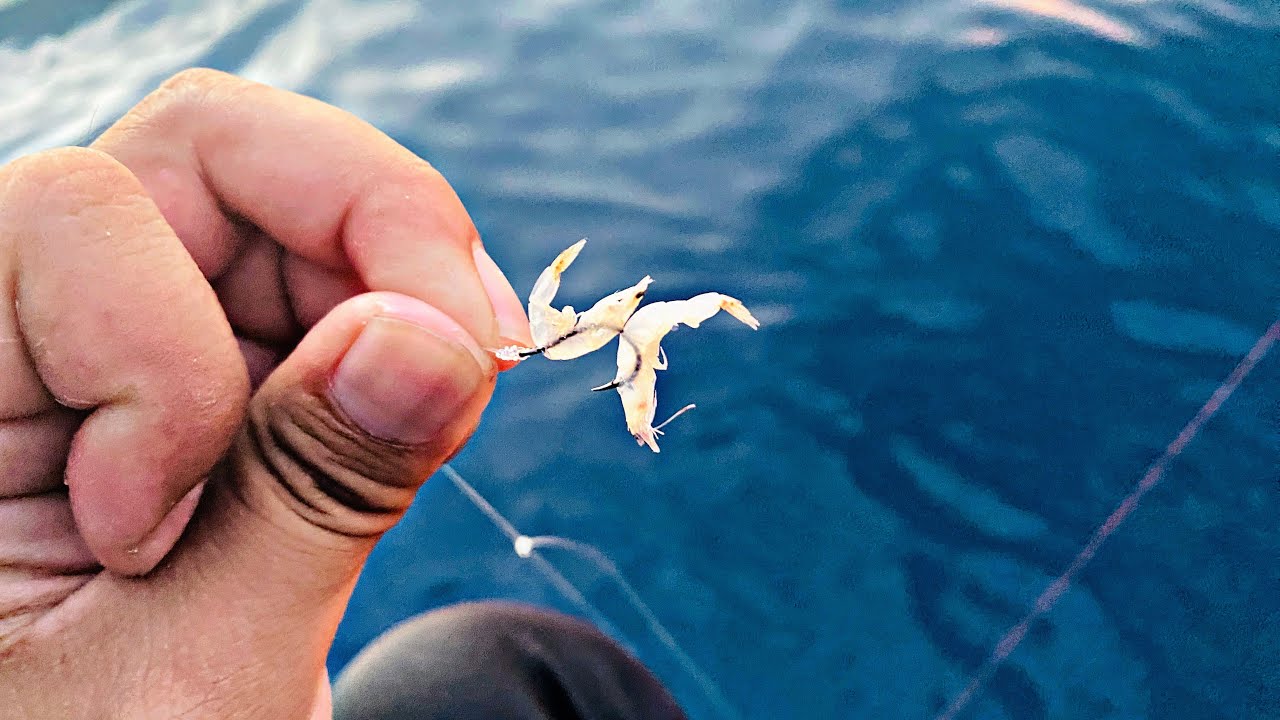 Mancing Dasaran Pakai Umpan Sekecil ini Ternyata Ikan Kecil dan Ikan Besar Suka
