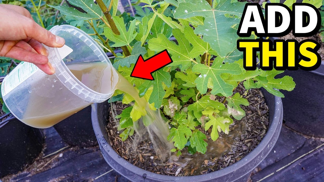 Pour THIS On Your Fig Trees, Watch Fig Production EXPLODE!