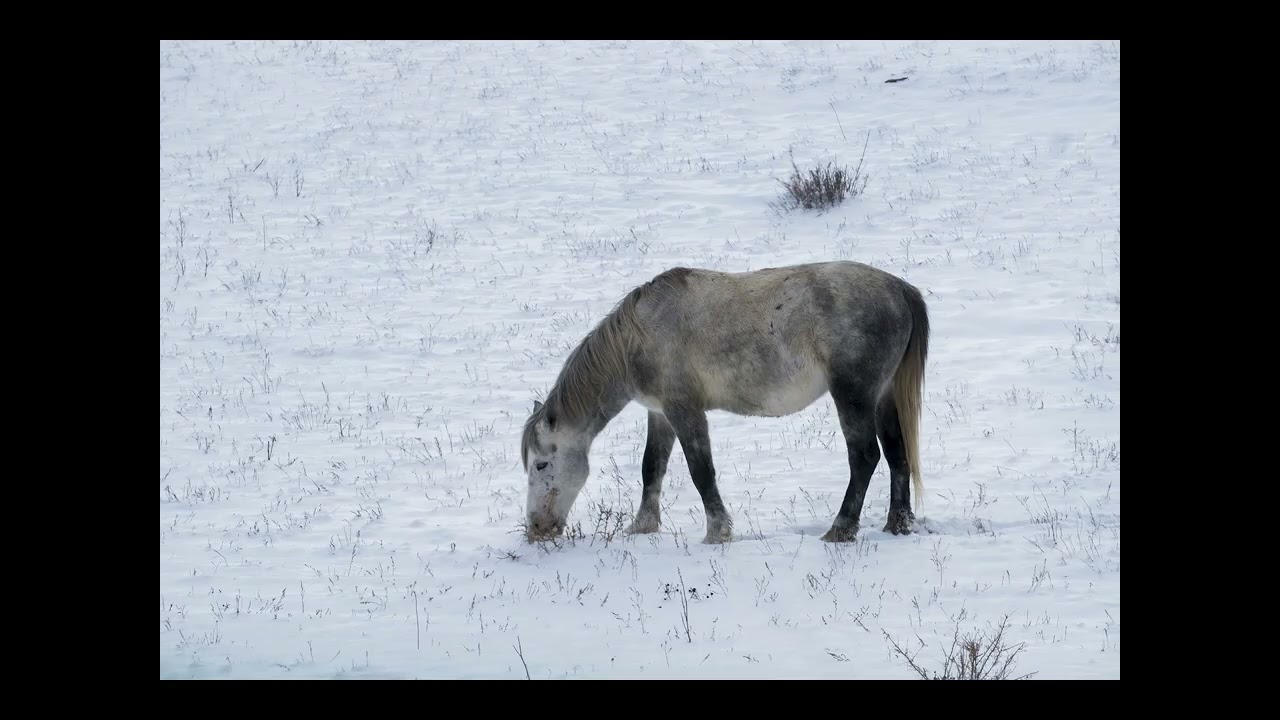 Antarctic Horses - Don't I Wanna Know? #ai