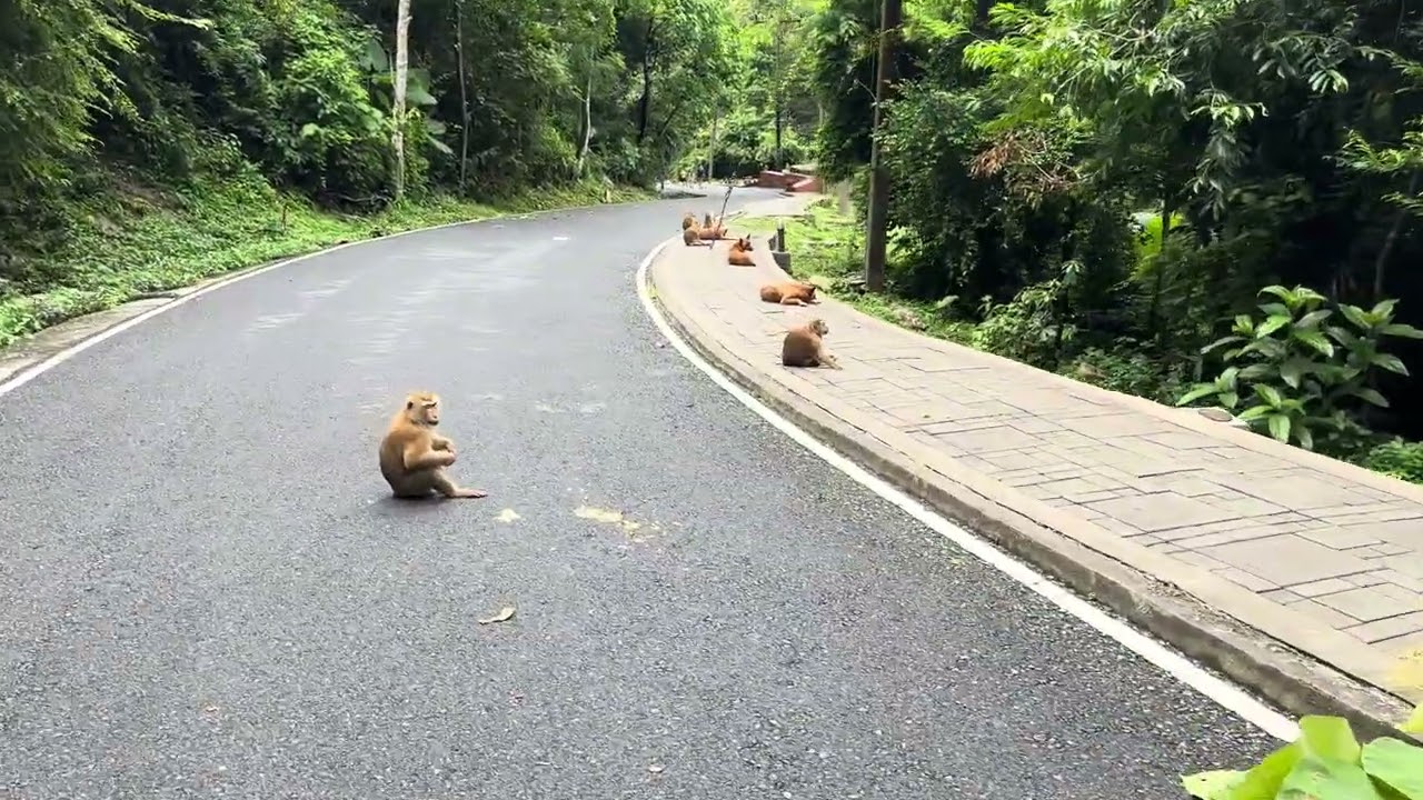 Monkey Hill Phuket 🐒 Walking Among Wild Monkeys | Phuket Thailand #phuket #monkeyhill #thailand #