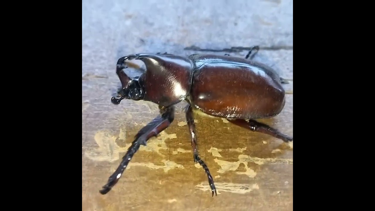 Kumbang tanduk