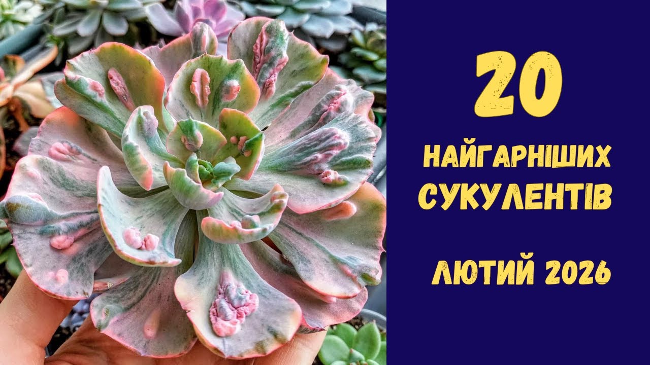 💙💛Топ 20 яскравих сукулентів з моєї колекції. Лютий 2026❤️
