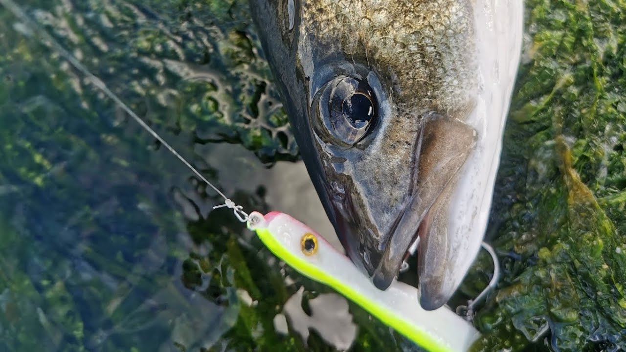 Solo 3 Days on the Jurassic Coast – Hunting for Monster Bass!!!    Huge old  hunters lurk  alone 🦈