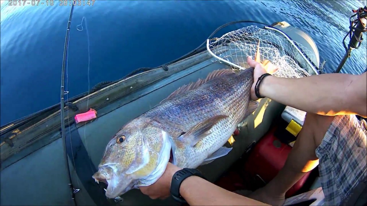FIIISH BLACK MINNOW..!LIVE STRIKE!ΣΥΝΑΓΡΙΔΕΣ!(DENTEX)