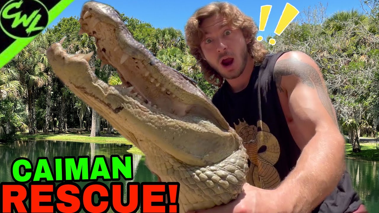 CROC RESCUE!🐊