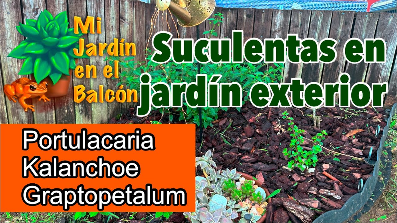 Tres suculentas sembradas en suelo.