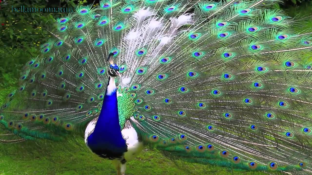 ♡ █▄[̲̅o̲̅]♥[̲̅e̲̅] ♡  PIED PEACOCK  *•.¸¸. ི♥ྀ