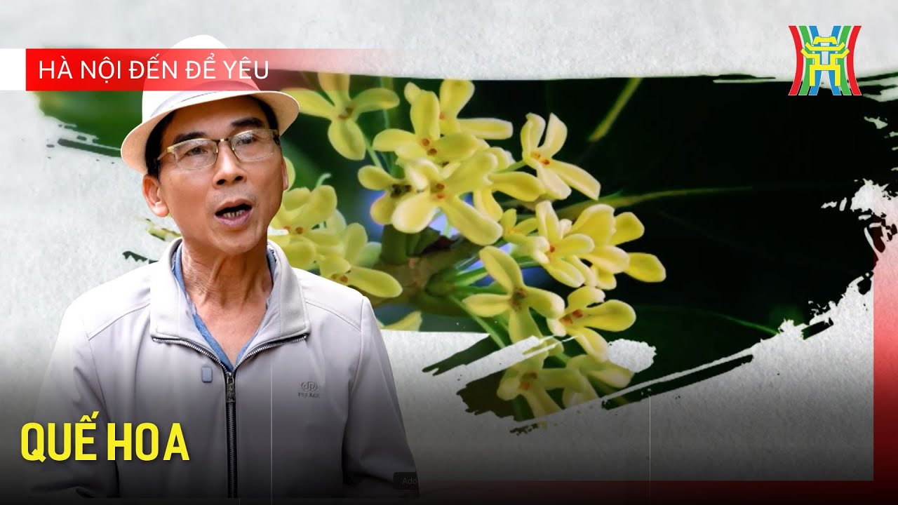 Quế hoa | Hà Nội đến để yêu