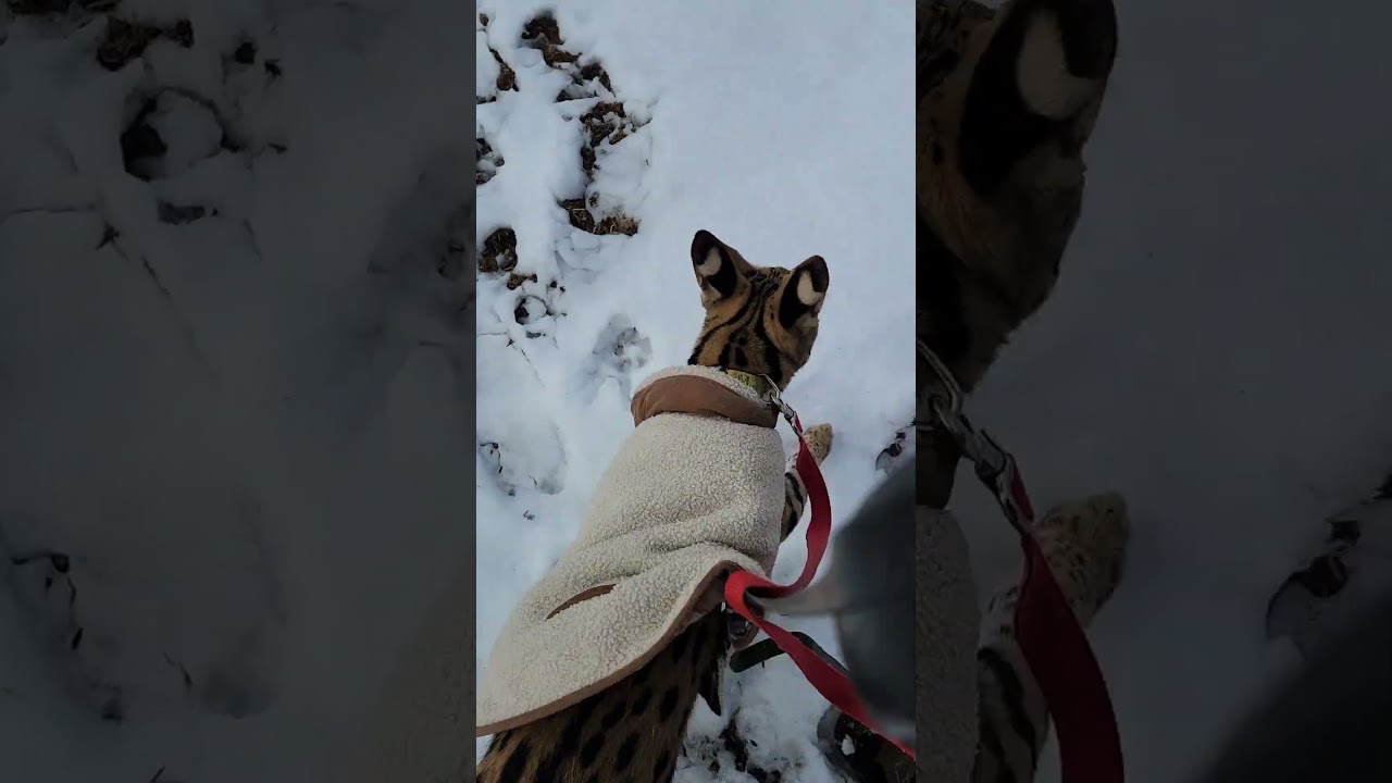 Pouncer passes the dog park.