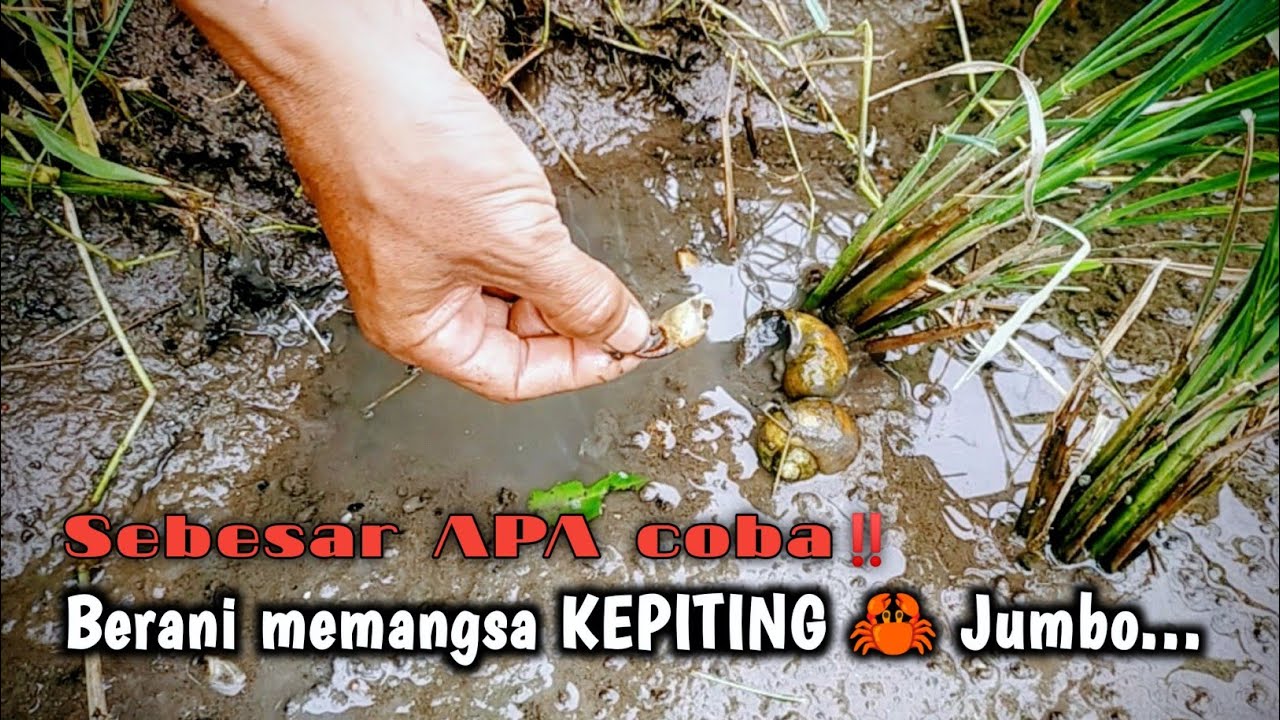 BELUT MELIMPAH‼️CUMA SATU JAM SAJA SUDAH DAPAT BELUT BANYAK
