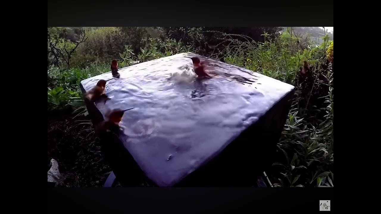 Hummingbird pool party credits to @l.auntamedwildlife