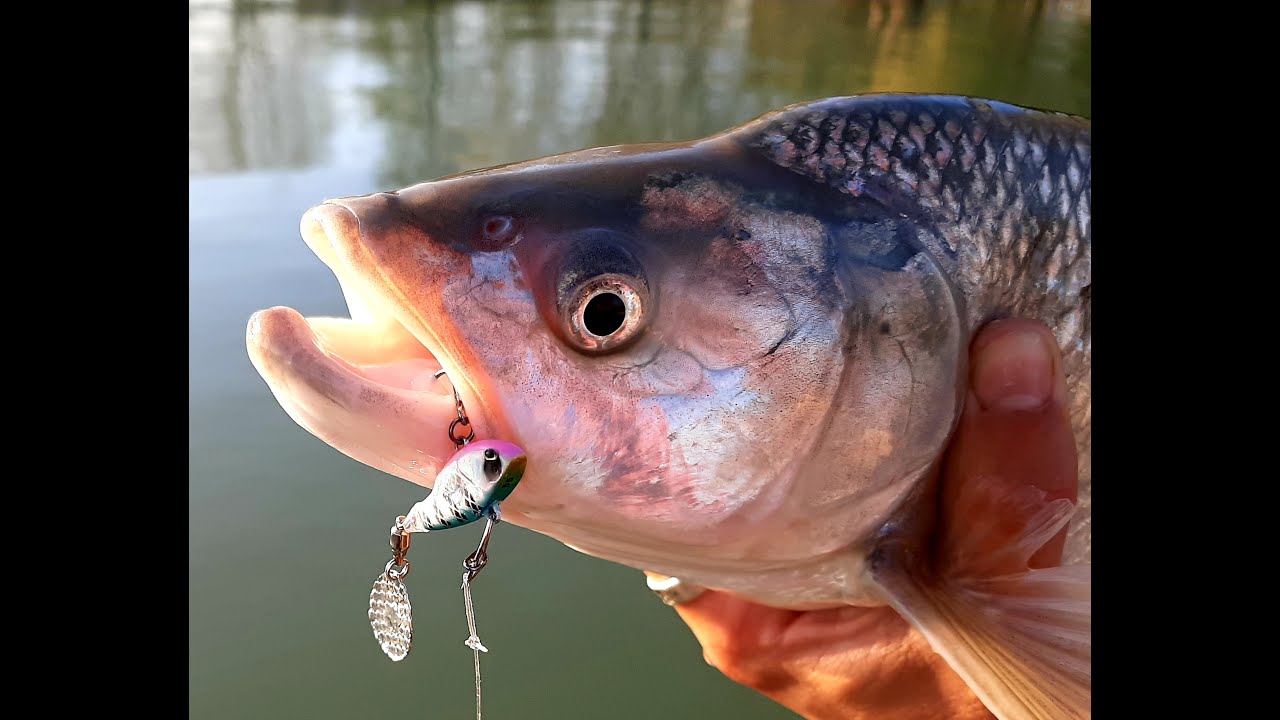 Asps with the Savage Gear Fat Tail Spin