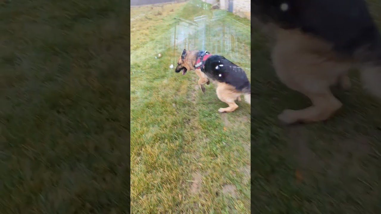 Pirate, chien dynamique et gentil cherche un nouveau foyer #bergerallemand #caninestrength #canine