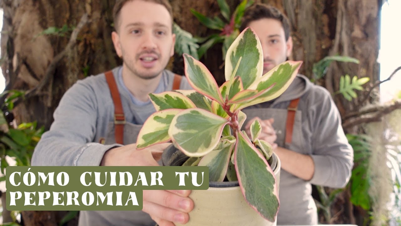 Cuidados Peperomia Clusiifolia Tricolor🍃 ¡Hojas con mucho Color!