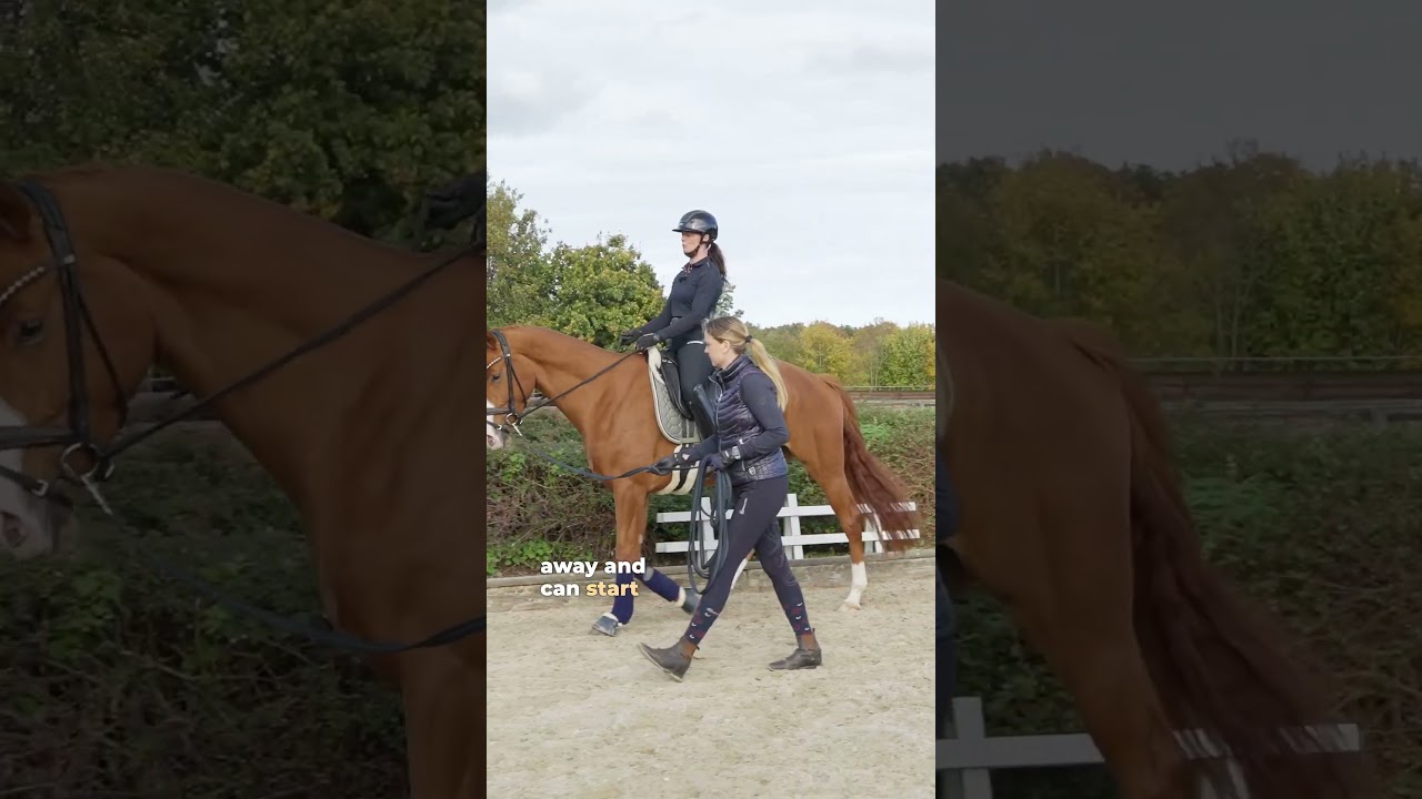Starting daily training with YOUNG HORSE 🐴🤍 #equestrian #younghorse