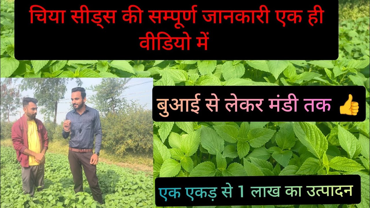 चिया सीड्स की खेती की सभी जानकारी, chia seeds farming, #chiaseeds #chia, chia seeds ki kheti 