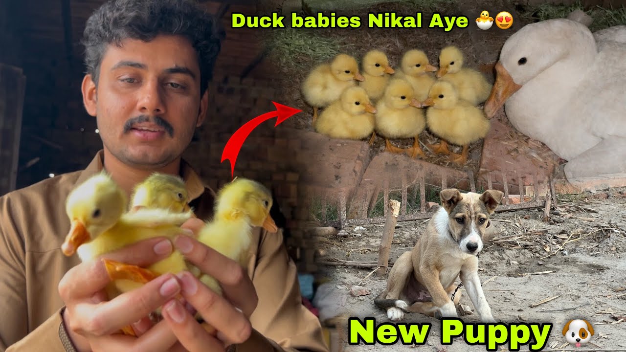 Intzaar Khatam Hmari Duck K Bachy Nikal Aye 🐣😍 || Worker Aggressive Puppy Lay Aya 🐶